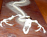 tatzelwurm skeleton